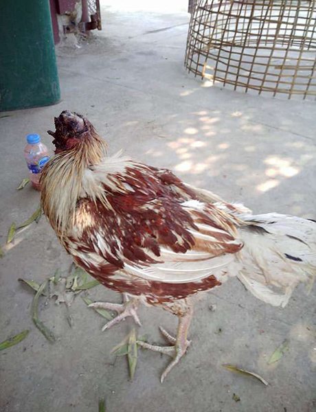 無頭雞存活一周