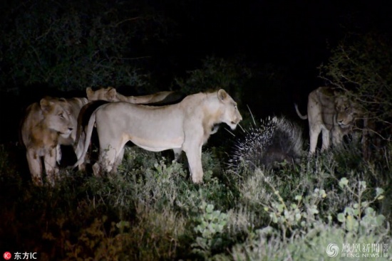 獅子遇到豪豬