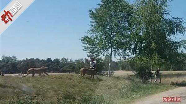 獵豹圍攻下車游客