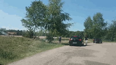 獵豹圍攻下車游客