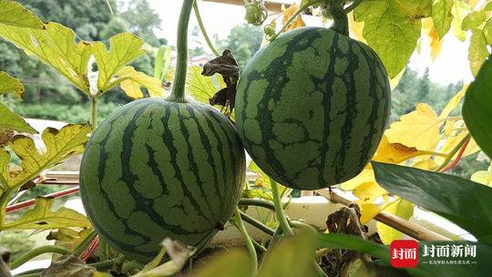 男生寢室種西瓜