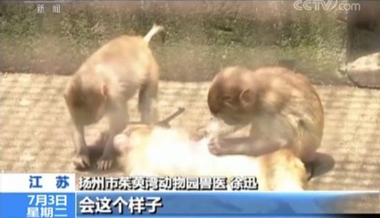 直播養猴牽出大案