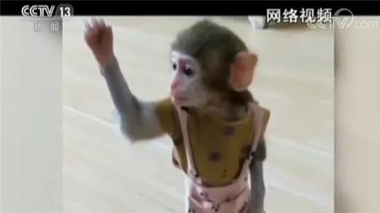 直播養猴牽出大案