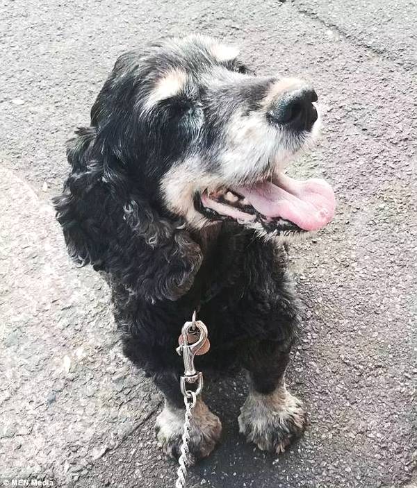 被愛犬舔舐后截肢