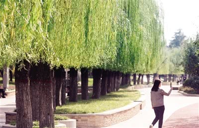 柳樹被剪成齊劉海