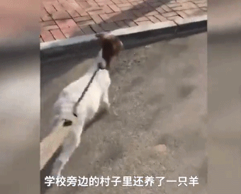 雙11購(gòu)物最荒謬冠軍誕生!男生喝醉后買孔雀娃娃魚