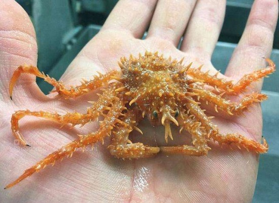 漁夫發布奇特生物