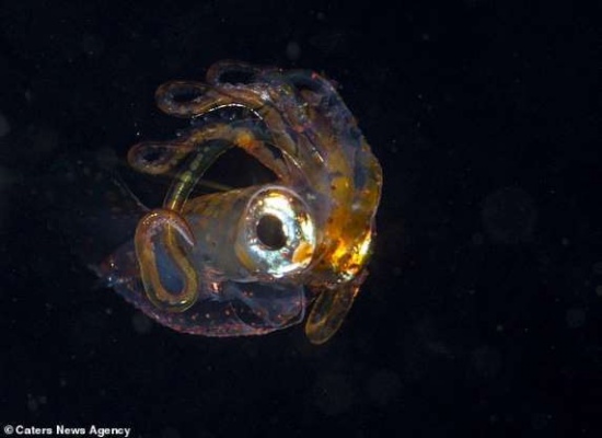 幼魚釋放怪異光線