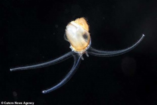 幼魚釋放怪異光線