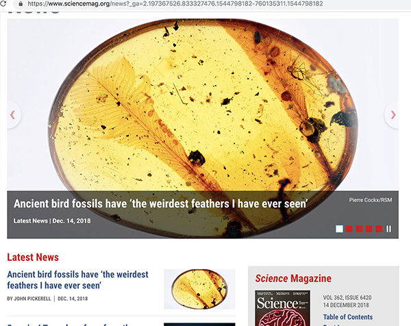 億年前新類型羽毛