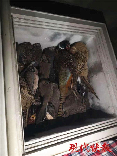 冰柜中藏413只鳥