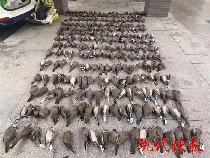 冰柜中藏413只鳥