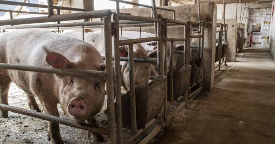 豬肉價格大漲 2019年底豬肉價格將大漲70%