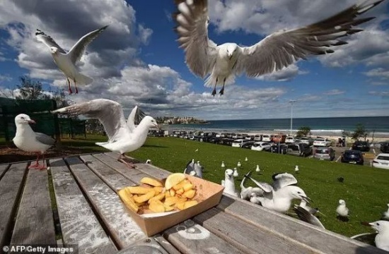 海鷗攜帶超級(jí)細(xì)菌