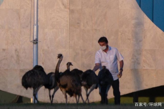 巴西總統隔離期被鴕鳥咬傷