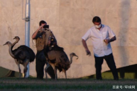 巴西總統隔離期被鴕鳥咬傷