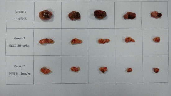 又有2名小學(xué)生研究喝茶抗癌獲獎(jiǎng)