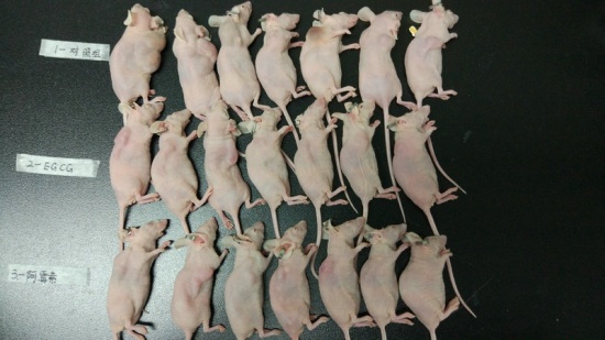 又有2名小學(xué)生研究喝茶抗癌獲獎(jiǎng)