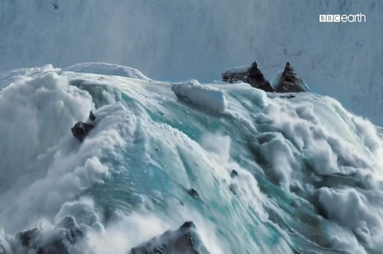 北極熊或將在2100年滅絕