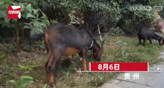 大媽鬧市放羊啃食綠化帶