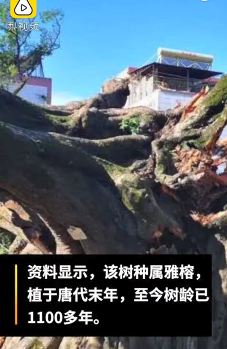 廣東1100多歲古榕樹倒塌