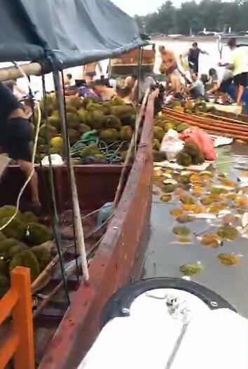 哄搶榴蓮的村民食物中毒