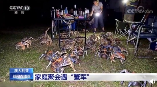 家庭燒烤時爬來50多只大螃蟹