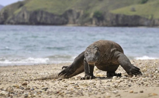 科莫多巨蜥被列為瀕危