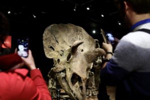 世界上最大的三角龍化石“大約翰”以665萬歐元天價