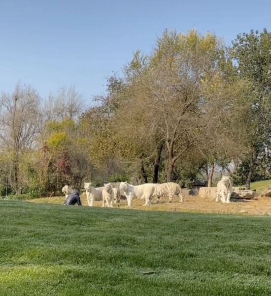 野生動物園一游客擅自下車沖向虎群