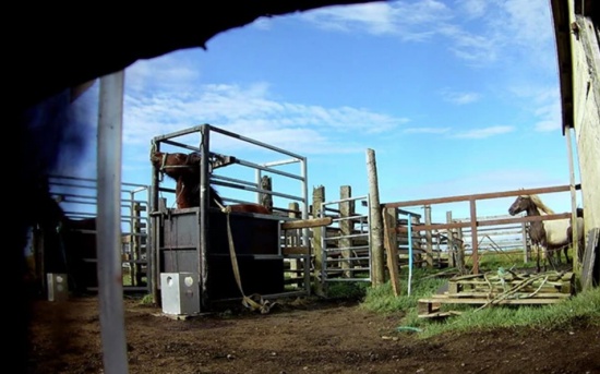 冰島的Blood-Mares視頻顯示農場人員虐待馬