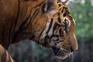 孟加拉虎闖進印度村莊16小時后被抓獲