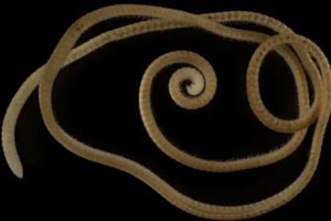 盲千足蟲有1306條腿 是目前已發(fā)現(xiàn)的腿最多的動物