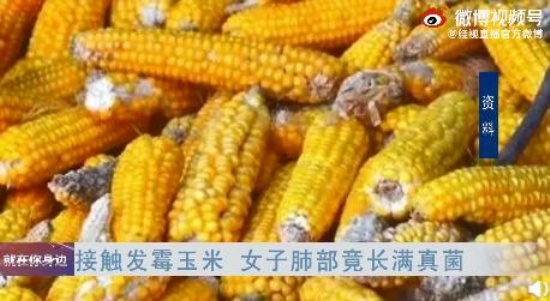 女子接觸霉變玉米后肺部長滿真菌
