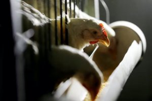 巴西擔(dān)心禽流感疫苗接種會(huì)增加貿(mào)易壁壘