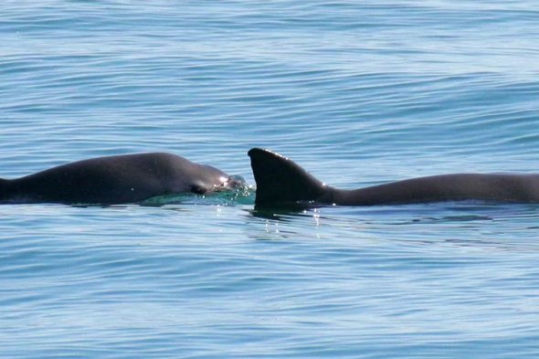 美國稱墨西哥未能阻止威脅小頭鼠海豚的非法野生動物貿易