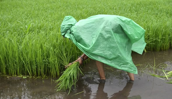 高溫和戰爭以及出口禁令導致全球糧食威脅正在加劇