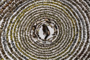 2024年度鳥類攝影師獎已經揭曉