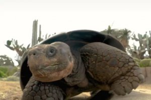 加州動(dòng)物園最年長(zhǎng)的