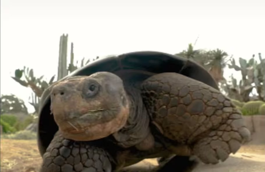 加州動物園最年長的動物——加拉帕戈斯象龜去世,享年141歲。