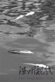 上海蘇州河飄浮數(shù)百只死鯰魚(yú)環(huán)保局著手清理